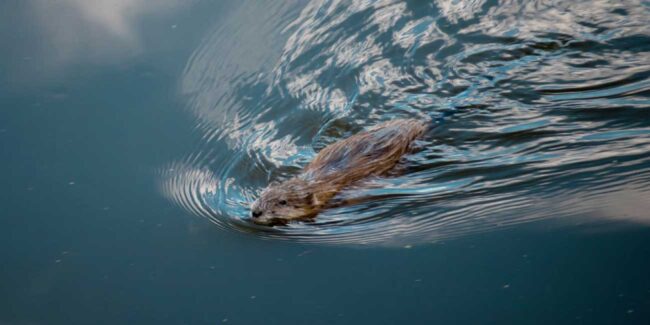bobry-pomorze-kajaker blog-bobry